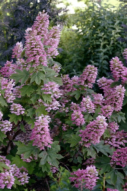 Gatsby Pink Oakleaf Hydrangea - 3 Gallon Pot Gatsby Pink Oakleaf Hydrangea - 3 Gallon Pot -Garden Plant Shop hydrangea quercifolia gatsby pink 17