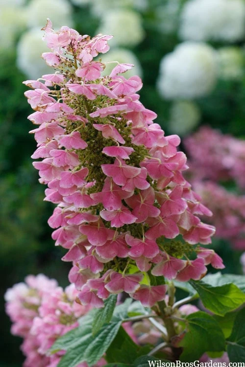 Gatsby Pink Oakleaf Hydrangea - 3 Gallon Pot Gatsby Pink Oakleaf Hydrangea - 3 Gallon Pot -Garden Plant Shop hydrangea quercifolia gatsby pink 7