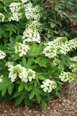 Pee Wee Dwarf Oakleaf Hydrangea - 2 Gallon Pot -Garden Plant Shop hydrangea quercifolia pee wee oakleaf 1 1