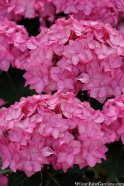 Let's Dance 'Can Do' Hydrangea - 2 Gallon Pot 7 Let's Dance 'Can Do' Hydrangea - 2 Gallon Pot -Garden Plant Shop hydrangea serrata lets dance can do 2