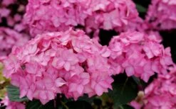 Let's Dance 'Can Do' Hydrangea - 3 Gallon Pot 5 Let's Dance 'Can Do' Hydrangea - 3 Gallon Pot -Garden Plant Shop hydrangea serrata lets dance can do 3 1