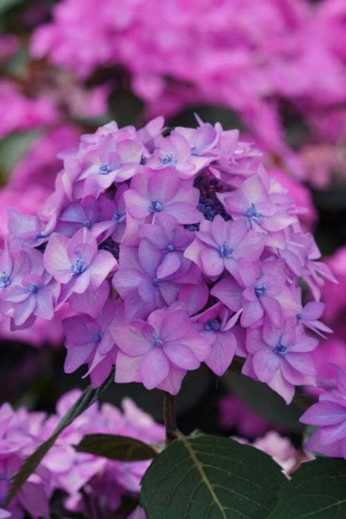 Let's Dance 'Can Do' Hydrangea - 3 Gallon Pot Let's Dance 'Can Do' Hydrangea - 3 Gallon Pot -Garden Plant Shop hydrangea serrata lets dance can do 5 1