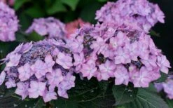 Let's Dance 'Can Do' Hydrangea - 3 Gallon Pot 6 Let's Dance 'Can Do' Hydrangea - 3 Gallon Pot -Garden Plant Shop hydrangea serrata lets dance can do 7 1