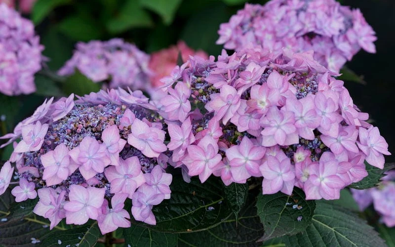 Let's Dance 'Can Do' Hydrangea - 3 Gallon Pot Let's Dance 'Can Do' Hydrangea - 3 Gallon Pot -Garden Plant Shop hydrangea serrata lets dance can do 7 1