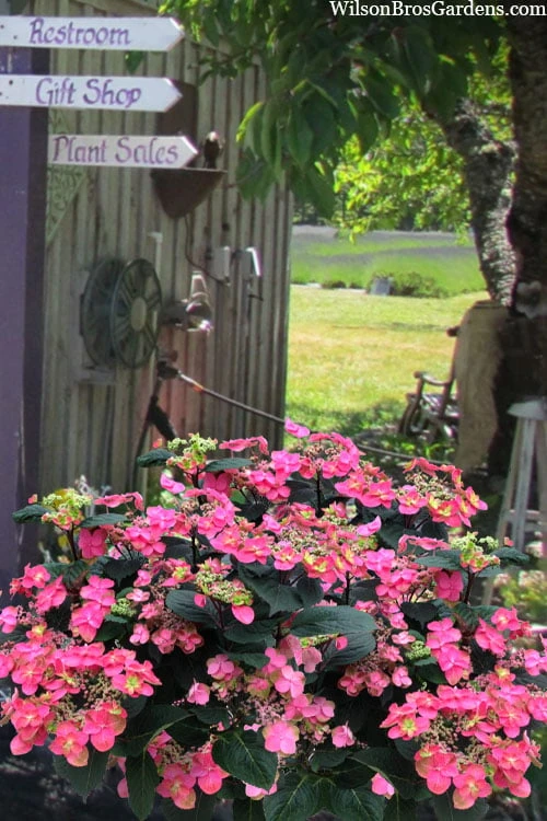 Tuff Stuff Red Mountain Hydrangea - 3 Gallon Pot Tuff Stuff Red Mountain Hydrangea - 3 Gallon Pot -Garden Plant Shop hydrangea serrata tuff stuff red mountain 3