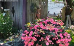 Tuff Stuff Red Mountain Hydrangea - 3 Gallon Pot 4 Tuff Stuff Red Mountain Hydrangea - 3 Gallon Pot -Garden Plant Shop hydrangea serrata tuff stuff red mountain 4