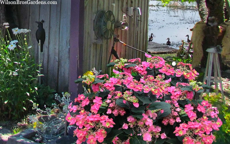 Tuff Stuff Red Mountain Hydrangea - 3 Gallon Pot Tuff Stuff Red Mountain Hydrangea - 3 Gallon Pot -Garden Plant Shop hydrangea serrata tuff stuff red mountain 4