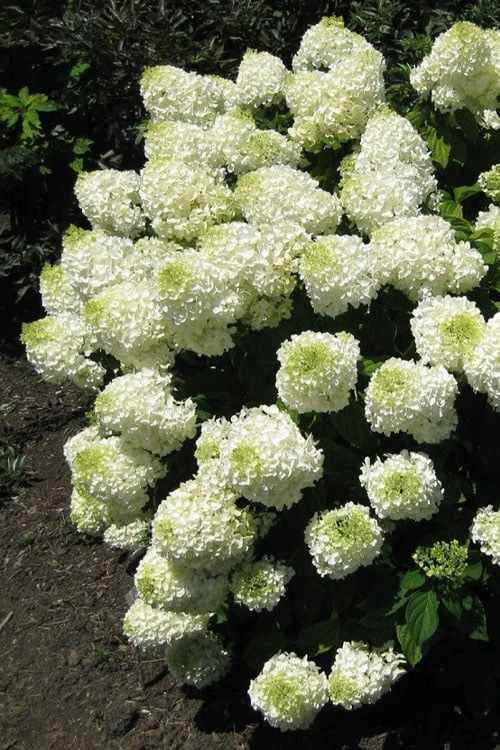 Silver Dollar Hydrangea - 3 Gallon Pot Silver Dollar Hydrangea - 3 Gallon Pot -Garden Plant Shop hydrangea silver dollar 1