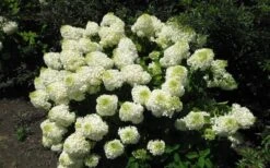 Silver Dollar Hydrangea - 1 Gallon Pot 4 Silver Dollar Hydrangea - 1 Gallon Pot -Garden Plant Shop hydrangea silver dollar 2 1
