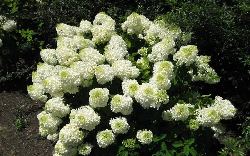 Silver Dollar Hydrangea - 1 Gallon Pot Silver Dollar Hydrangea - 1 Gallon Pot -Garden Plant Shop hydrangea silver dollar 2 1