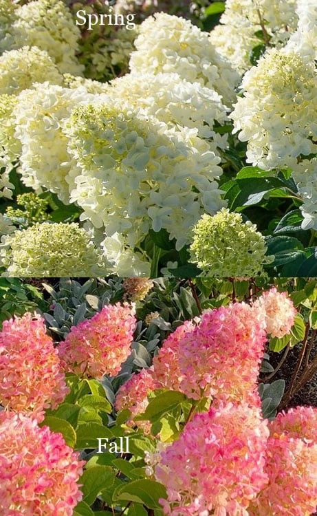 Silver Dollar Hydrangea - 1 Gallon Pot Silver Dollar Hydrangea - 1 Gallon Pot -Garden Plant Shop hydrangea silver dollar 4 1