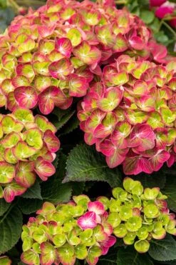 Tilt-A-Swirl Hydrangea - 3 Gallon Pot 5 Tilt-A-Swirl Hydrangea - 3 Gallon Pot -Garden Plant Shop hydrangea tilt a whirl 500x750 1