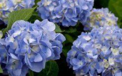 Dear Dolores Hydrangea - 3 Gallon Pot 4 Dear Dolores Hydrangea - 3 Gallon Pot -Garden Plant Shop hydrangea20dear20delores202 2
