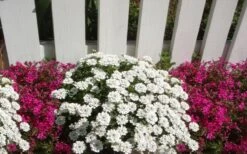 Alexander's White Candy Tuft (Iberis) - 1 Gallon Pot -Garden Plant Shop iberis sempervirens alexanders white 3