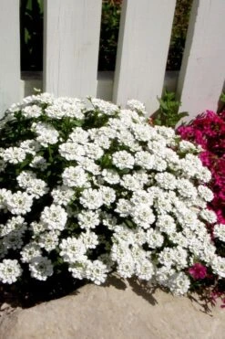 Alexander's White Candy Tuft (Iberis) - 1 Gallon Pot -Garden Plant Shop iberis sempervirens alexanders white 4