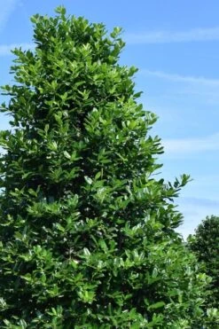 Nellie R. Stevens Holly - 3 Gallon Pot -Garden Plant Shop ilex nellie r stephens holly tree 1 3