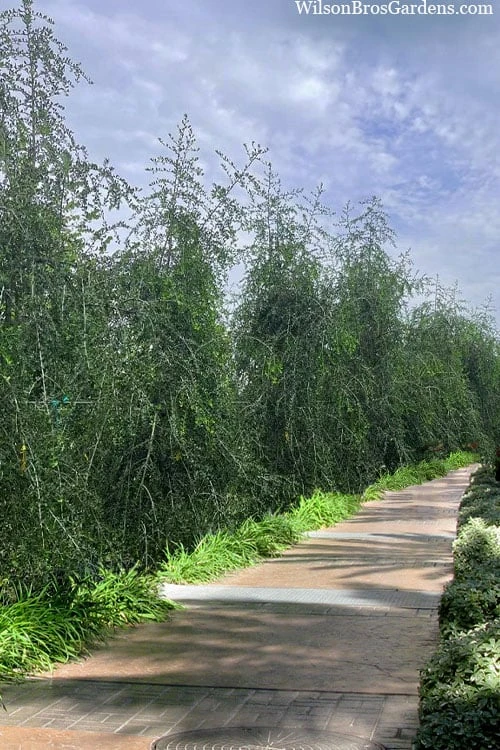 Weeping Yaupon Holly (Ilex vomitoria 'Pendula') - 7 Gallon Pot (3-4') Weeping Yaupon Holly (Ilex Vomitoria 'Pendula') - 7 Gallon Pot (3-4') -Garden Plant Shop ilex vomitoria pendula weeping yaupon holly berries 3 3