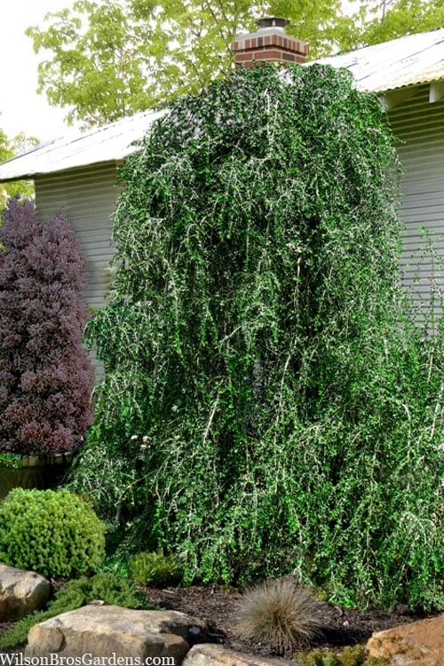 Weeping Yaupon Holly (Ilex vomitoria 'Pendula') - 7 Gallon Pot (3-4') Weeping Yaupon Holly (Ilex Vomitoria 'Pendula') - 7 Gallon Pot (3-4') -Garden Plant Shop ilex vomitoria pendula weeping yaupon holly tree 4 3