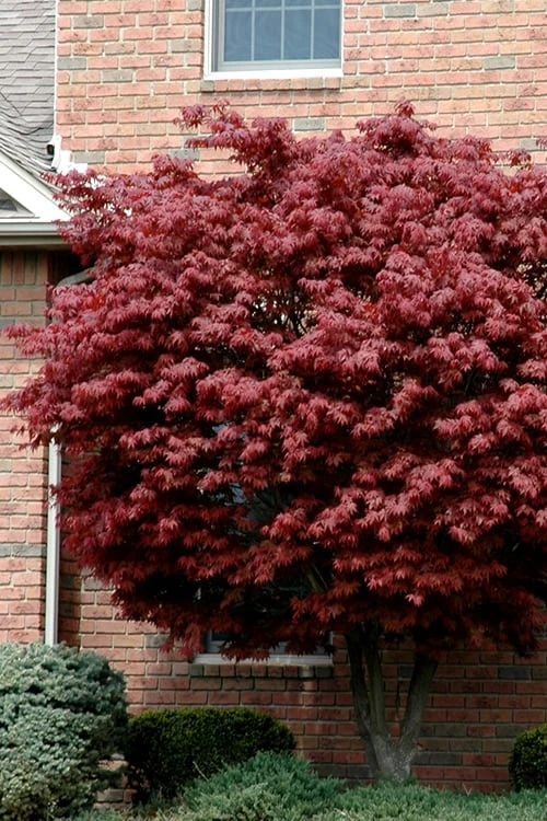 Bloodgood Red Leaf Japanese Maple - 7 Gallon Pot (4-5') Bloodgood Red Leaf Japanese Maple - 7 Gallon Pot (4-5') -Garden Plant Shop japanese maple bloodgood 10 6
