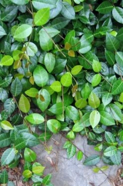 Asian Jasmine (Trachelospermum Asiaticum) - 72 Pack Of 3.5" Pint Pots -Garden Plant Shop jasmine asian 10 1