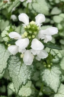 White Nancy Lamium - 5 Pack Of Pint Pots -Garden Plant Shop lamium maculatam white nancy spotted dead nettle 100