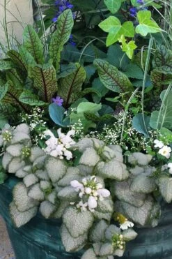 White Nancy Lamium - 5 Pack Of Pint Pots -Garden Plant Shop lamium maculatam white nancy spotted dead nettle 103