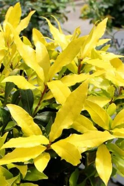 Sicilian Sunshine Sweet Bay Laurel (Laurus Nobilis) - 1 Gallon Pot -Garden Plant Shop laurus nobilis sicilian sunshine sweet bay laurel 2