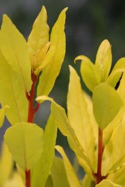 Sicilian Sunshine Sweet Bay Laurel (Laurus Nobilis) - 1 Gallon Pot -Garden Plant Shop laurus nobilis sicilian sunshine sweet bay laurel 5
