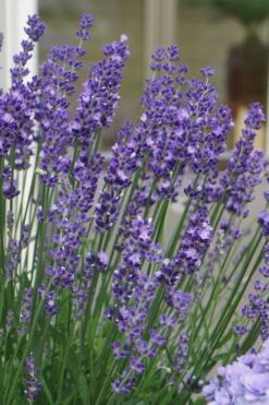 Big Time Blue Lavender - 6 Pack Of 1 Gallon Pots -Garden Plant Shop lavandula angustifolia big time blue lavender 2 1