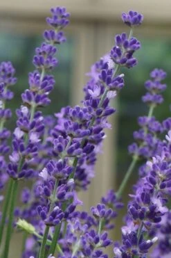 Big Time Blue Lavender - 1 Gallon Pot