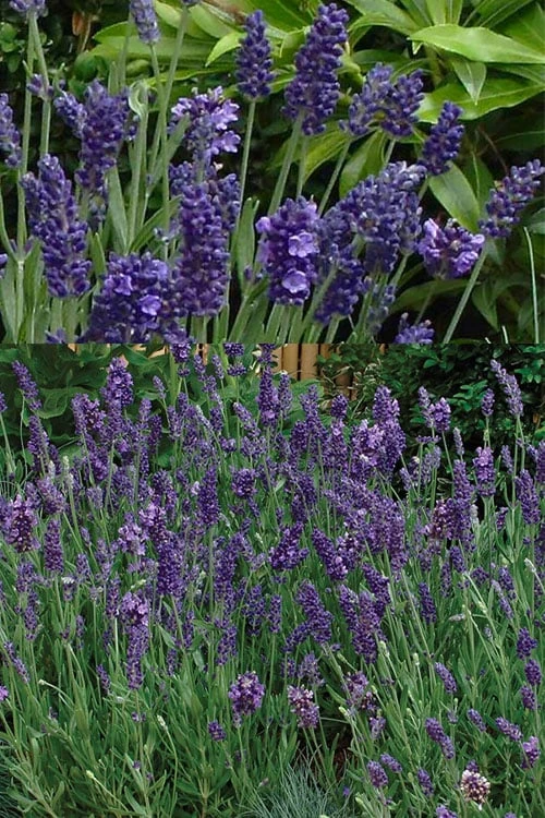 Ellagance Purple English Lavender - 5 Pack of Quart Pots Ellagance Purple English Lavender - 5 Pack Of Quart Pots -Garden Plant Shop lavandula angustifolia ellagance purple english lavender 2