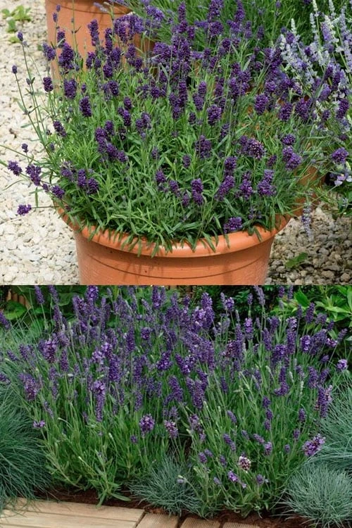Ellagance Purple English Lavender - 5 Pack of Quart Pots Ellagance Purple English Lavender - 5 Pack Of Quart Pots -Garden Plant Shop lavandula angustifolia ellagance purple english lavender 3