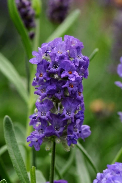 Ellagance Purple English Lavender - 5 Pack of Quart Pots Ellagance Purple English Lavender - 5 Pack Of Quart Pots -Garden Plant Shop lavandula angustifolia ellagance purple english lavender 4