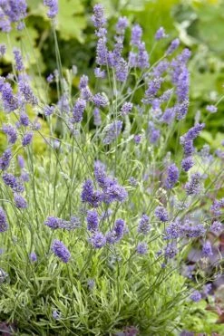 Platinum Blonde English Lavender Plant - 1 Gallon Pot -Garden Plant Shop lavandula angustifolia momparler platinum blonde lavender 2