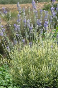 Platinum Blonde English Lavender Plant - 1 Gallon Pot -Garden Plant Shop lavandula angustifolia momparler platinum blonde lavender 7