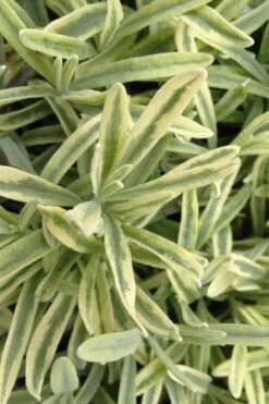 Platinum Blonde English Lavender Plant - 1 Gallon Pot -Garden Plant Shop lavandula angustifolia momparler platinum blonde lavender 8