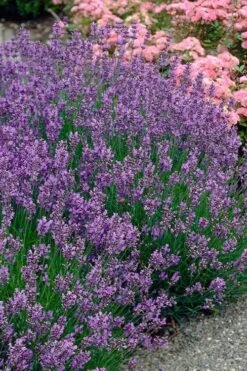 Munstead English Lavender - 6 Pack Of Pint Pots -Garden Plant Shop lavandula angustifolia munstead english lavender 3