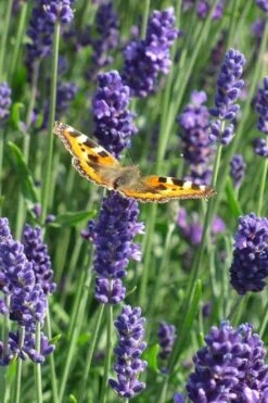 Munstead English Lavender - 6 Pack Of Pint Pots -Garden Plant Shop lavandula angustifolia munstead english lavender 4