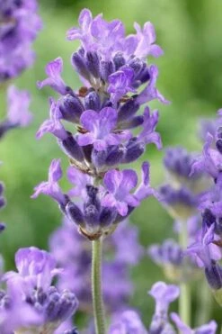 Munstead English Lavender - 6 Pack Of Pint Pots -Garden Plant Shop lavandula angustifolia munstead english lavender 5