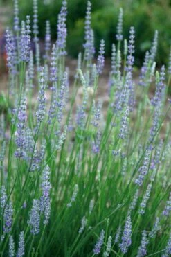 Provence French Lavender - 5 Pack Of Quart Pots 6 Provence French Lavender - 5 Pack Of Quart Pots -Garden Plant Shop lavandula20intermedia provencer french lavender 103