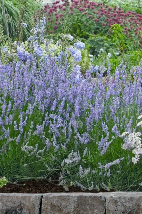 Provence French Lavender - 5 Pack of Quart Pots Provence French Lavender - 5 Pack Of Quart Pots -Garden Plant Shop lavandula20intermedia provencer french lavender 106