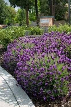 Otto Quast Spanish Lavender - 1 Gallon Pot 3 Otto Quast Spanish Lavender - 1 Gallon Pot -Garden Plant Shop lavender otto quast 23 1