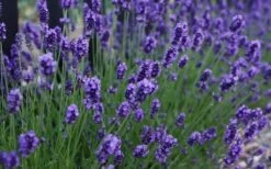Sweet Romance English Lavender Plant - 1 Gallon Pot -Garden Plant Shop lavendula angustifolia sweet romance lavender 3