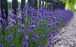 Sweet Romance English Lavender Plant - 1 Gallon Pot -Garden Plant Shop lavendula angustifolia sweet romance lavender 4