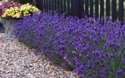 Sweet Romance English Lavender Plant - 1 Gallon Pot -Garden Plant Shop lavendula angustifolia sweet romance lavender 8