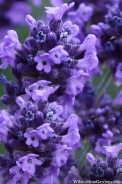Sweet Romance English Lavender Plant - 1 Gallon Pot -Garden Plant Shop lavendula angustifolia sweet romance lavender 9