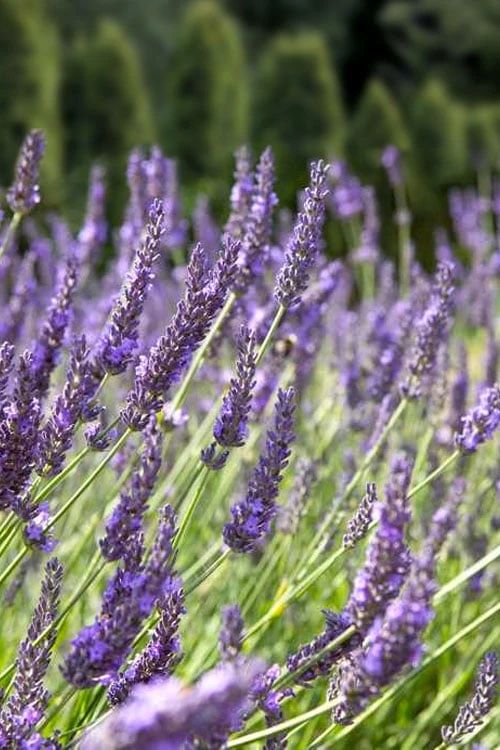 Grosso Lavender - 5 Pack of Quart Pots Grosso Lavender - 5 Pack Of Quart Pots -Garden Plant Shop lavendula intermedia grosso french lavender 2