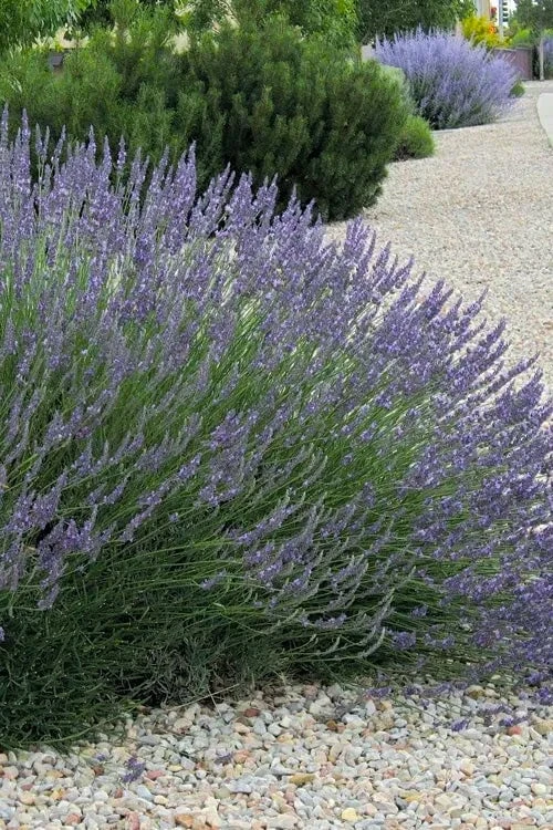 Grosso Lavender - 5 Pack of Quart Pots Grosso Lavender - 5 Pack Of Quart Pots -Garden Plant Shop lavendula intermedia grosso french lavender 3