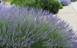 Grosso Lavender - 1 Gallon Pot -Garden Plant Shop lavendula intermedia grosso french lavender 4 1
