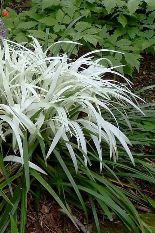 Okina Liriope (Frosted Monkey Grass) - 6 Pack of 1 Gallon Pots Okina Liriope (Frosted Monkey Grass) - 6 Pack Of 1 Gallon Pots -Garden Plant Shop liriope muscari okina lilyturf 1 1